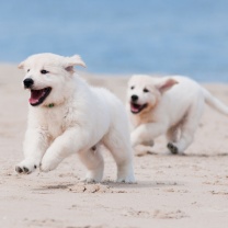 Das Puppies on Beach Wallpaper 208x208