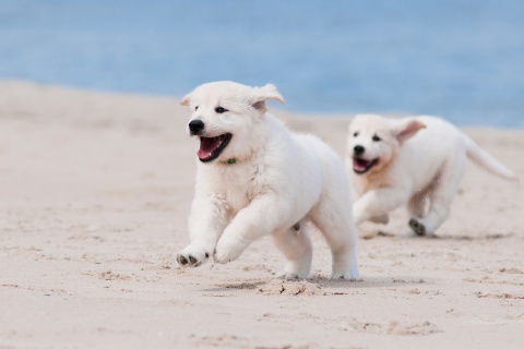 Das Puppies on Beach Wallpaper 480x320