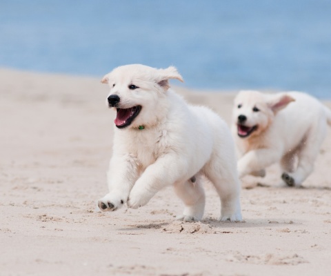 Обои Puppies on Beach 480x400