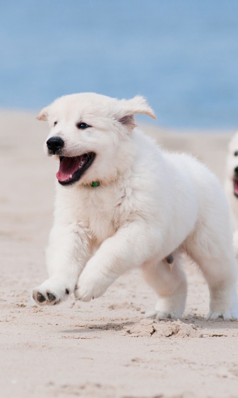 Fondo de pantalla Puppies on Beach 480x800