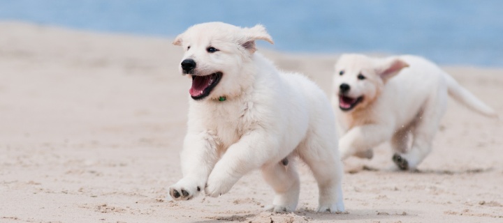 Fondo de pantalla Puppies on Beach 720x320