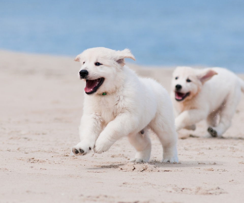Fondo de pantalla Puppies on Beach 960x800