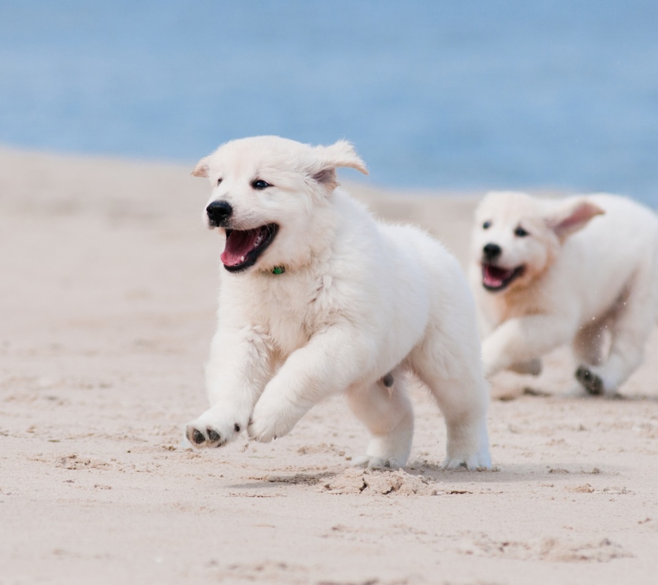 Das Puppies on Beach Wallpaper 960x854