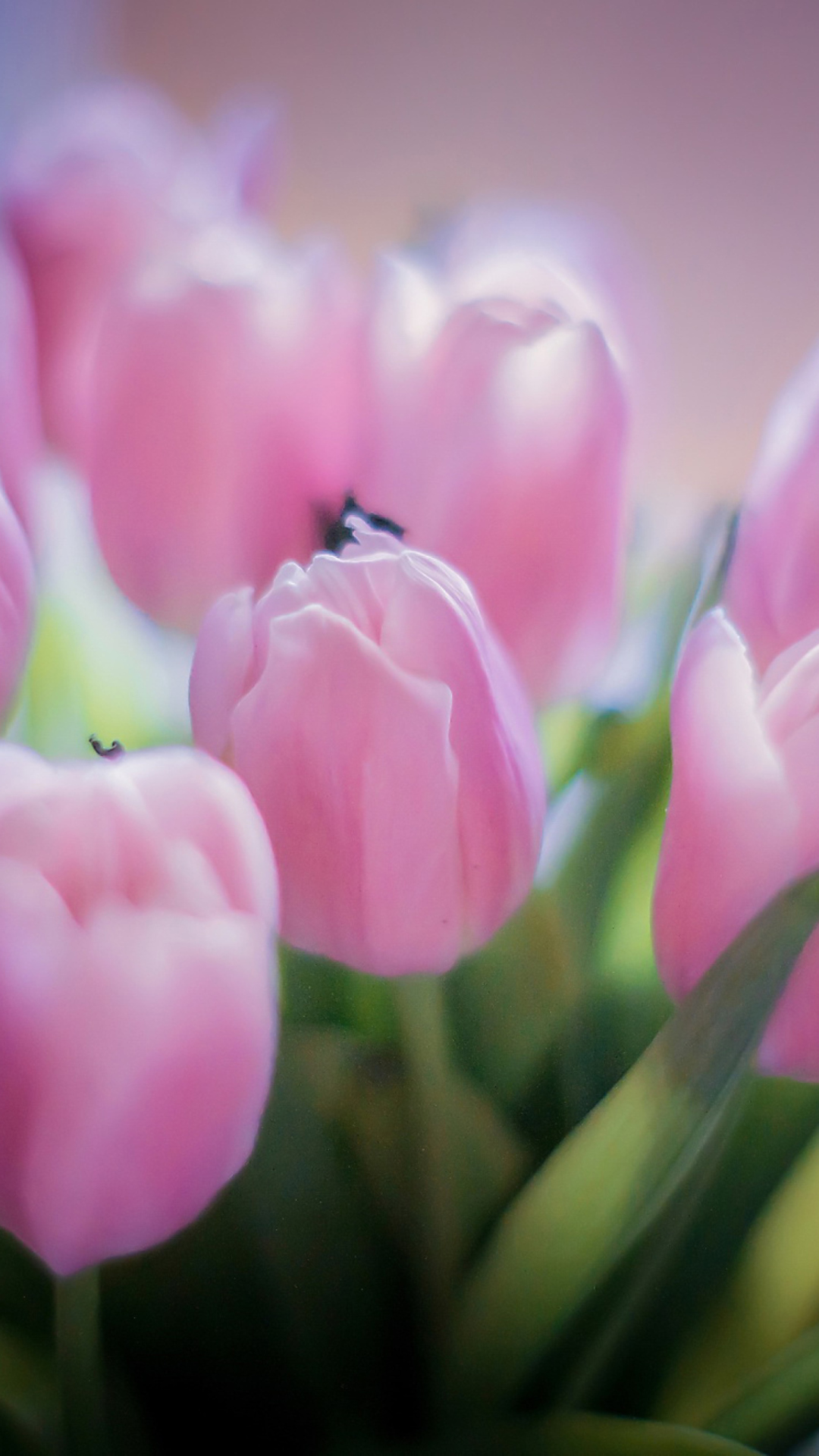 Delicate Pink Tulips wallpaper 1080x1920