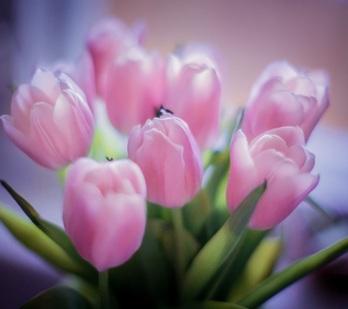 Обои Delicate Pink Tulips 1440x1280