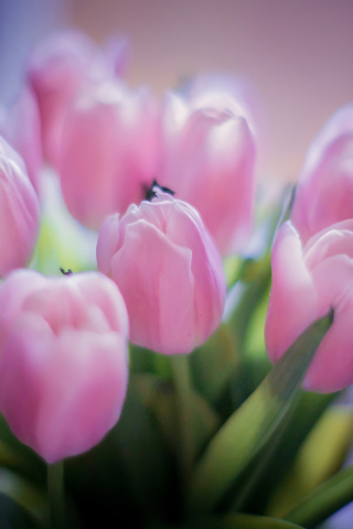 Обои Delicate Pink Tulips 320x480