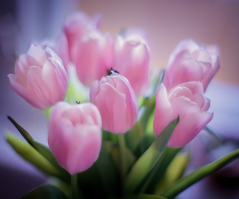 Sfondi Delicate Pink Tulips 480x400