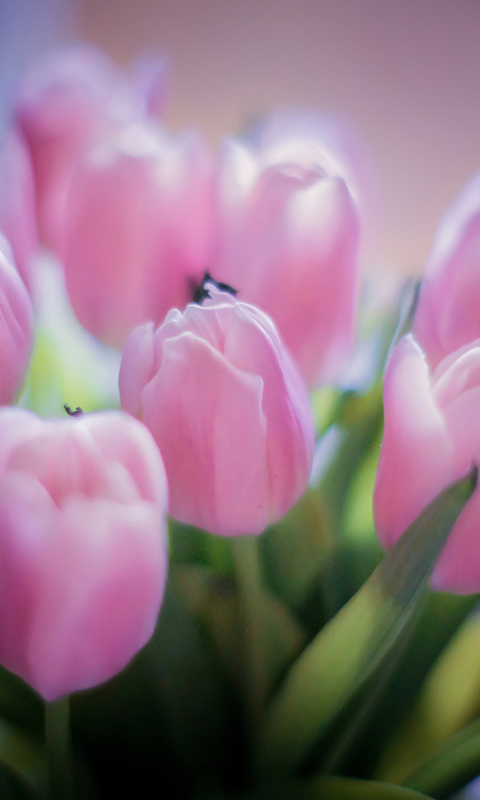 Delicate Pink Tulips wallpaper 480x800