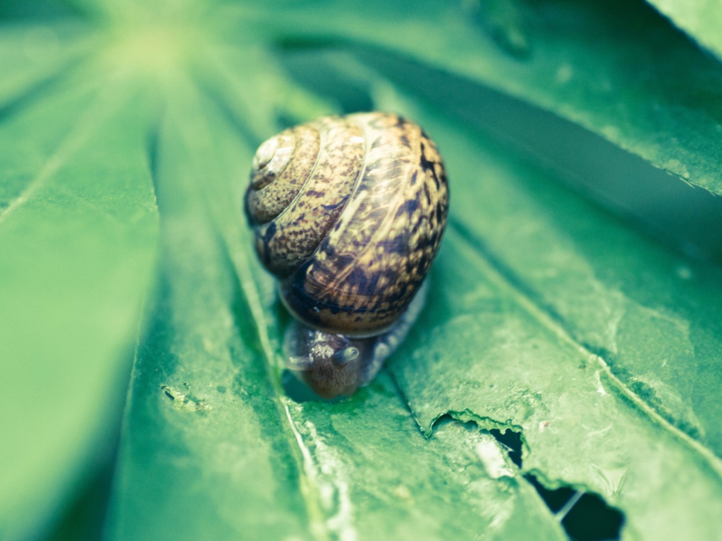 Das Snail On Plant Wallpaper 1024x768