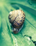 Das Snail On Plant Wallpaper 128x160