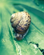 Обои Snail On Plant 176x220