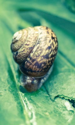 Das Snail On Plant Wallpaper 240x400