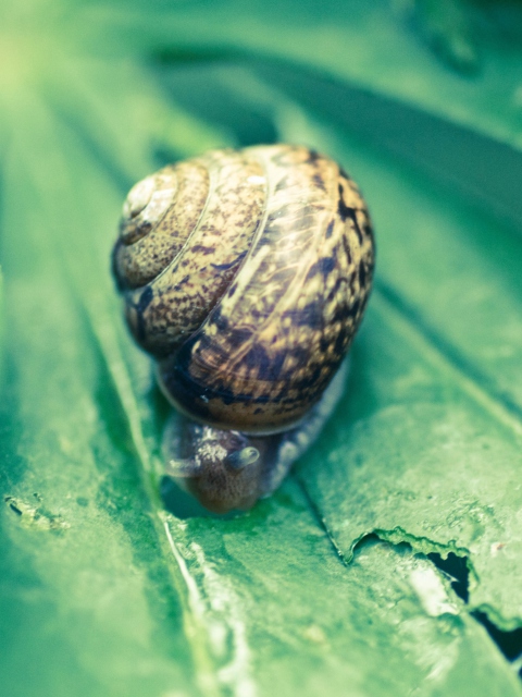 Обои Snail On Plant 480x640