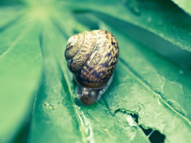 Das Snail On Plant Wallpaper 640x480