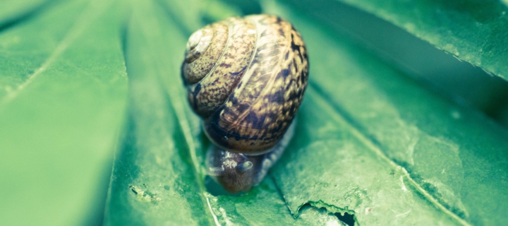 Das Snail On Plant Wallpaper 720x320