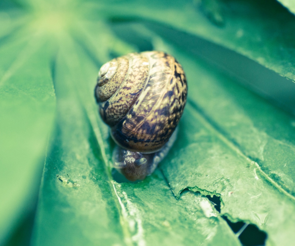 Das Snail On Plant Wallpaper 960x800