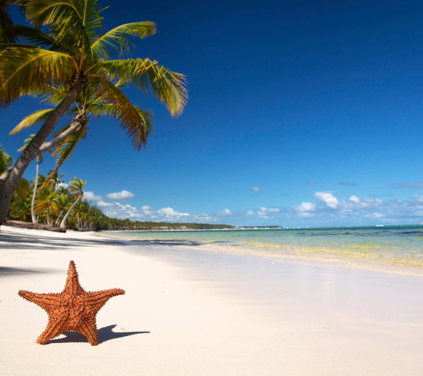 Fondo de pantalla Sea-Star On The Beach 1440x1280