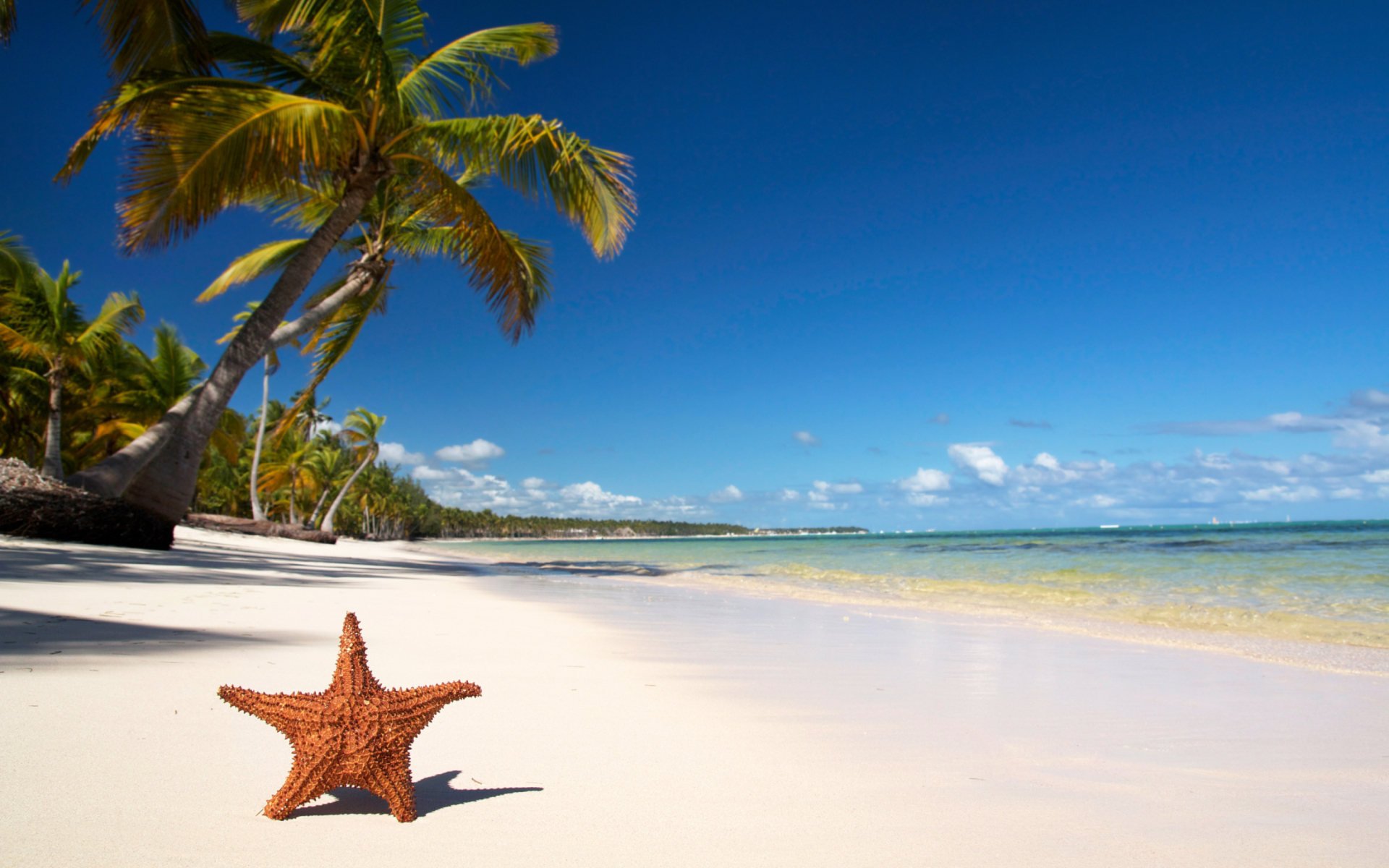 Sea-Star On The Beach wallpaper 1920x1200