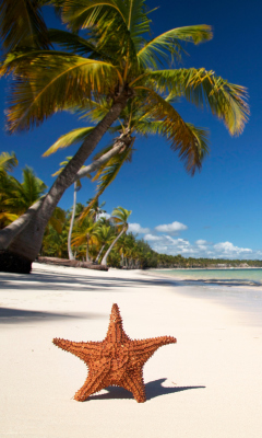 Das Sea-Star On The Beach Wallpaper 240x400