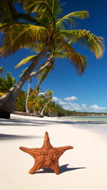 Fondo de pantalla Sea-Star On The Beach 360x640