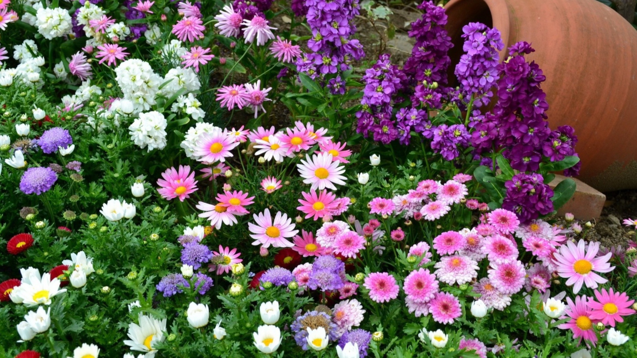 Fondo de pantalla Colorful Garden 1280x720
