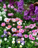 Fondo de pantalla Colorful Garden 128x160