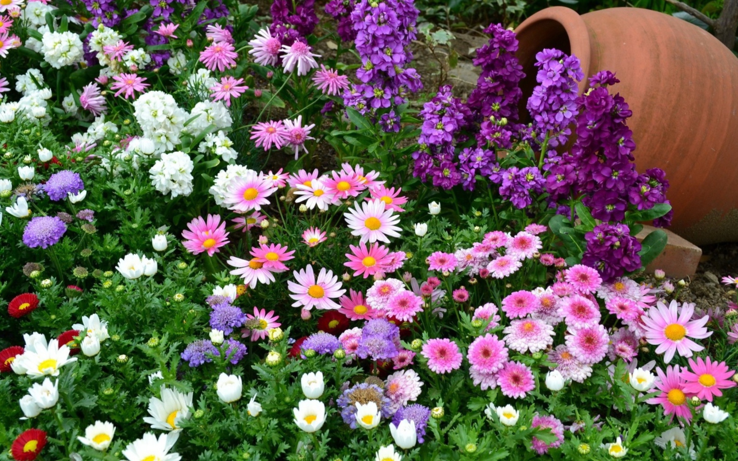Fondo de pantalla Colorful Garden 1440x900