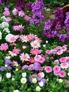 Das Colorful Garden Wallpaper 240x320