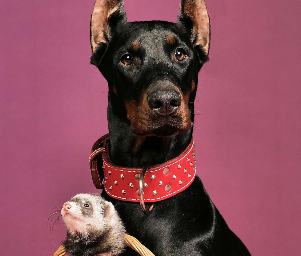 Fondo de pantalla Doberman 1200x1024