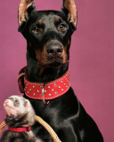 Fondo de pantalla Doberman 128x160