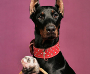 Fondo de pantalla Doberman 176x144