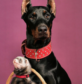 Free Doberman Picture for 208x208