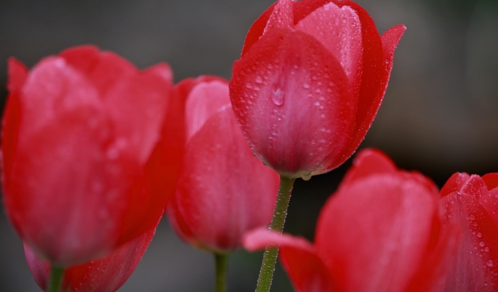 Обои Raindrops on tulip buds 1024x600