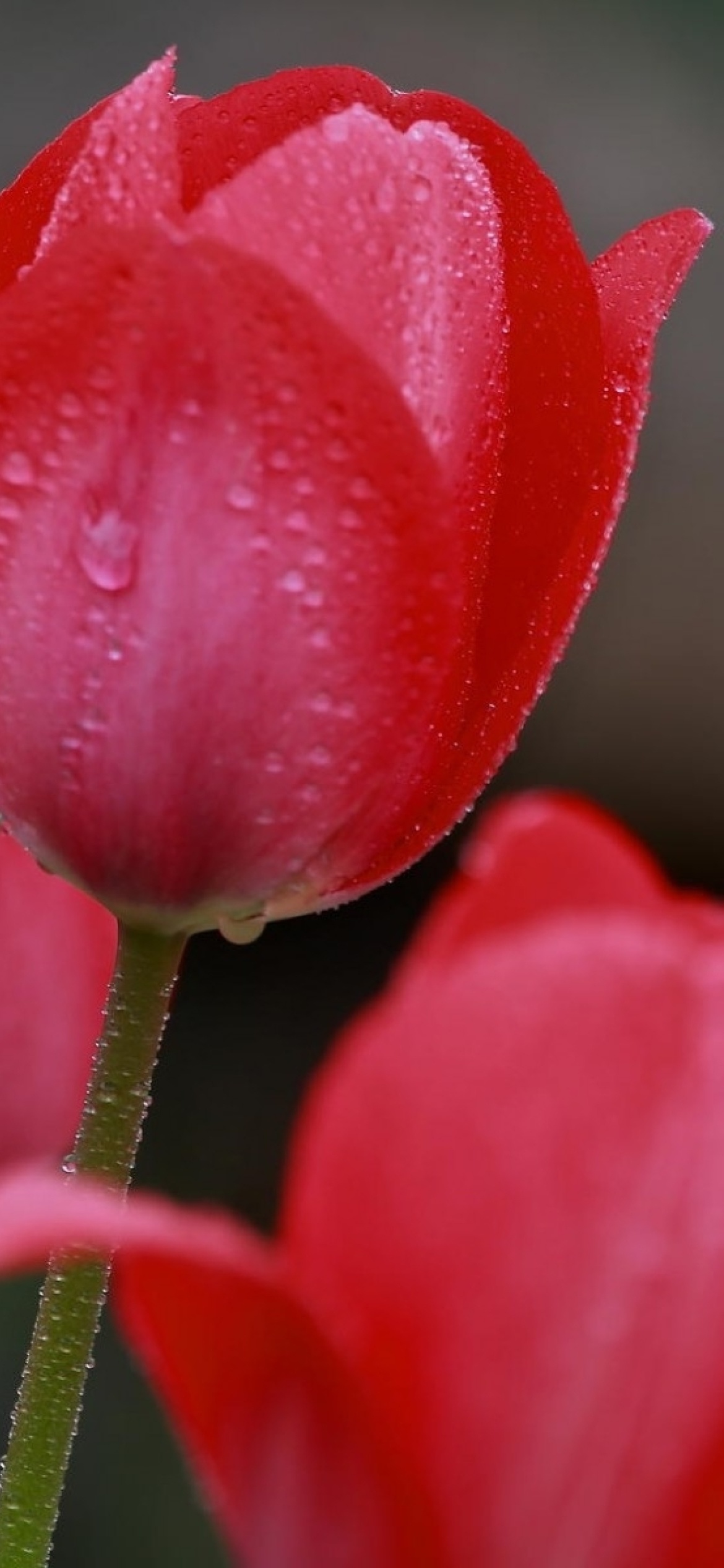 Raindrops on tulip buds screenshot #1 1170x2532