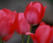 Fondo de pantalla Raindrops on tulip buds 176x144