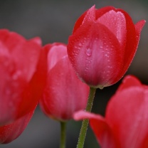 Das Raindrops on tulip buds Wallpaper 208x208