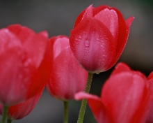 Das Raindrops on tulip buds Wallpaper 220x176