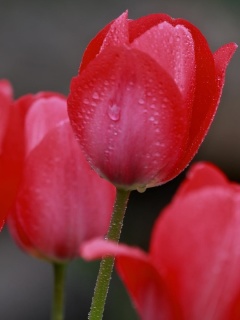 Fondo de pantalla Raindrops on tulip buds 240x320