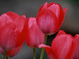 Fondo de pantalla Raindrops on tulip buds 320x240