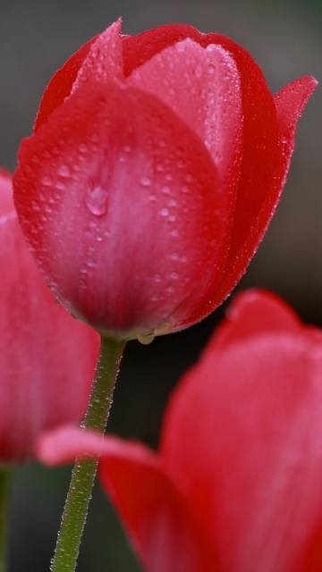 Обои Raindrops on tulip buds 360x640