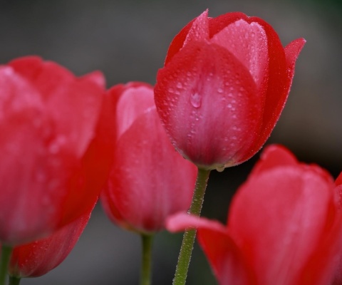 Das Raindrops on tulip buds Wallpaper 480x400