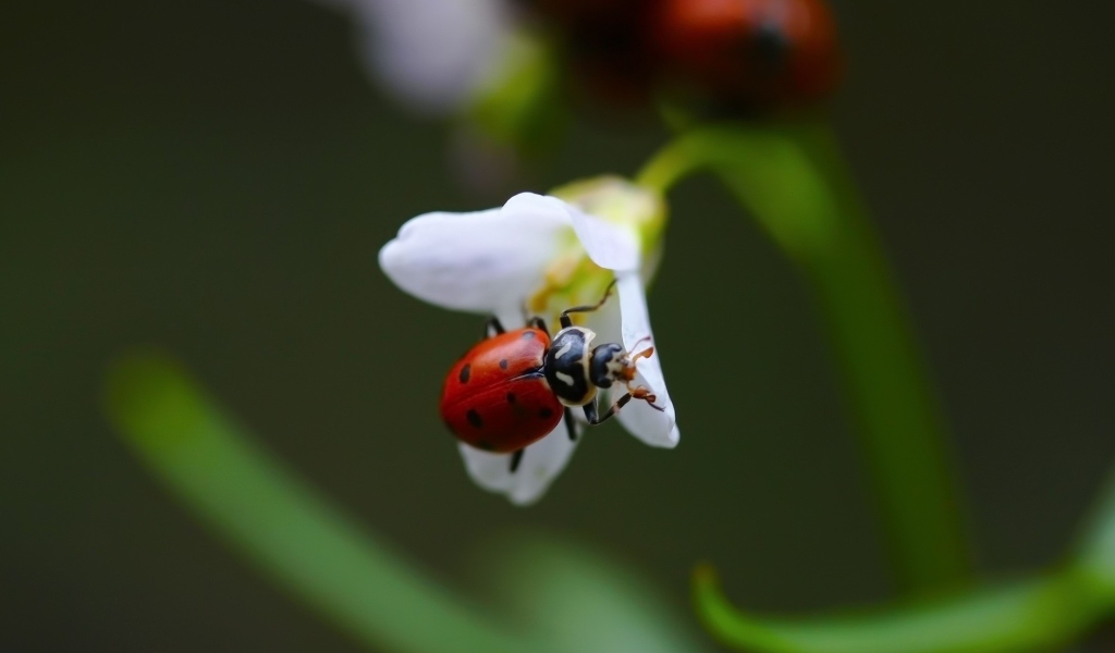 Sfondi Ladybug On Snowdrop 1024x600
