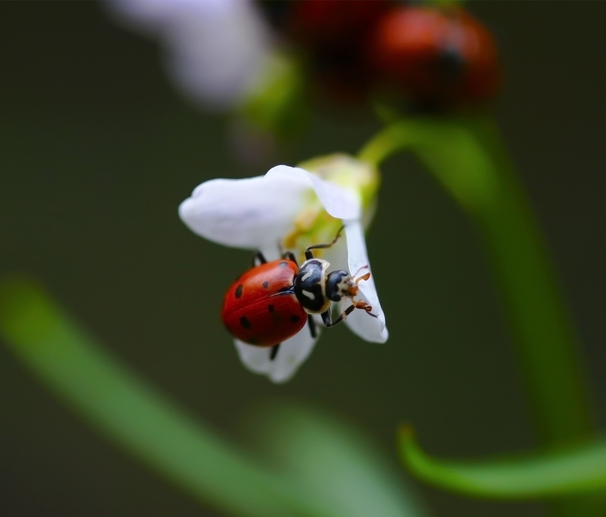 Sfondi Ladybug On Snowdrop 1200x1024