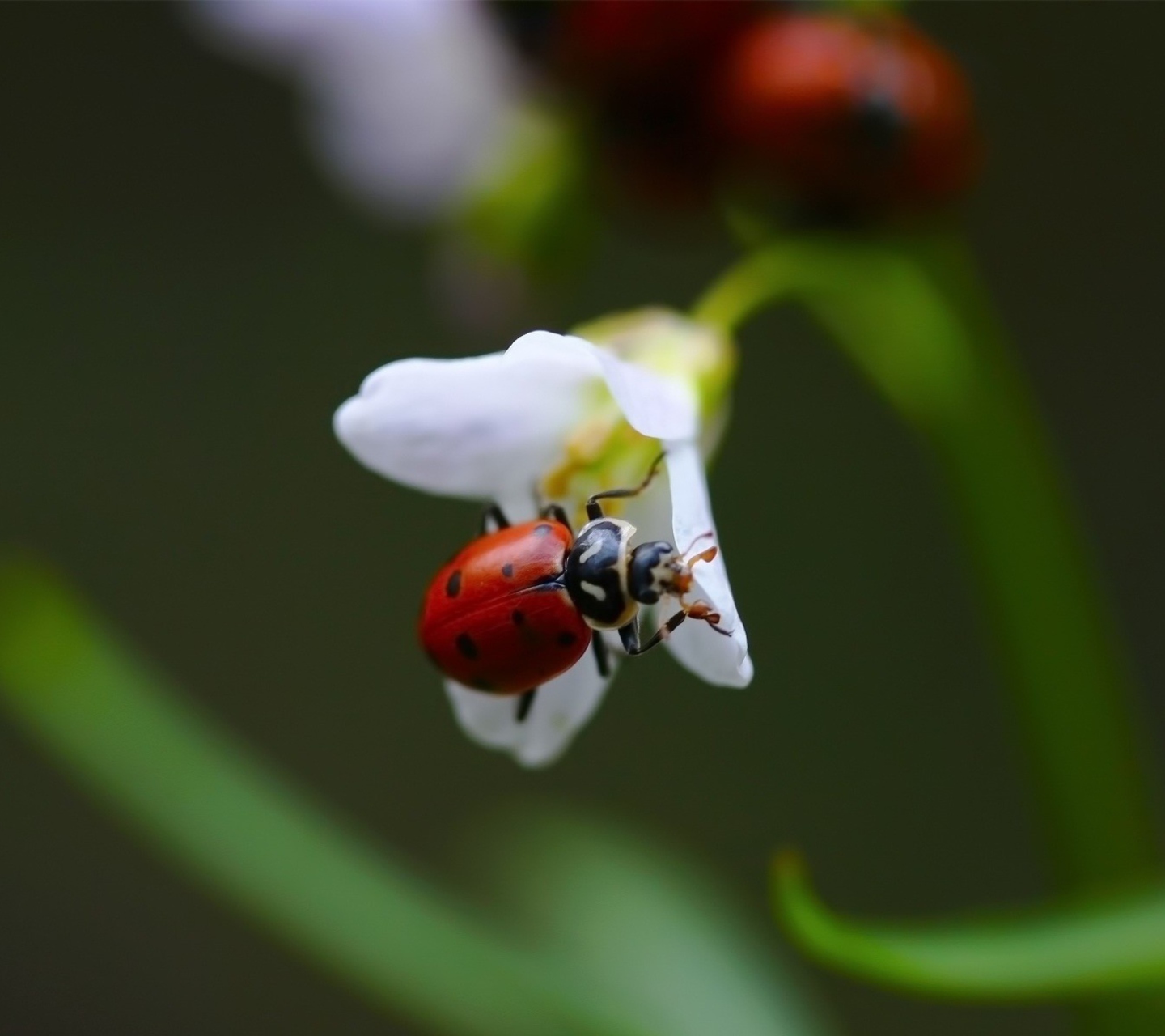 Fondo de pantalla Ladybug On Snowdrop 1440x1280