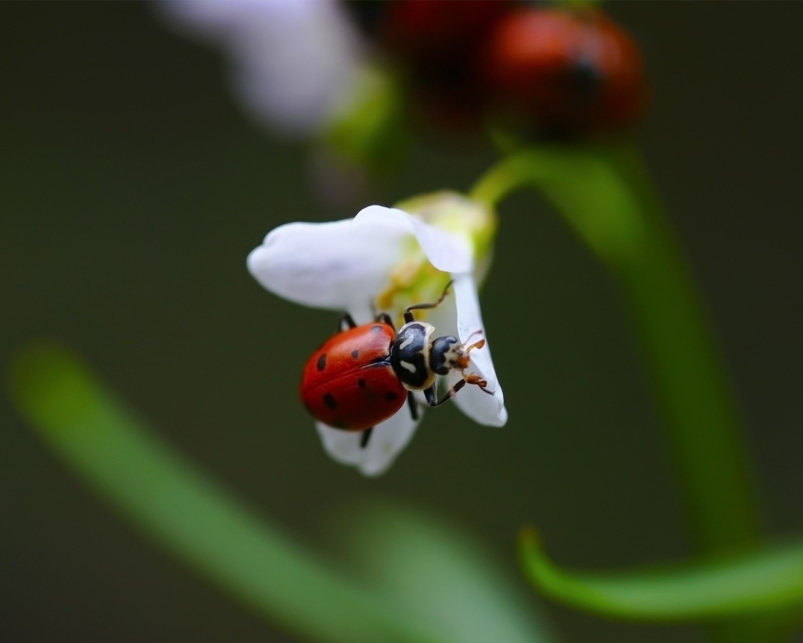 Sfondi Ladybug On Snowdrop 1600x1280