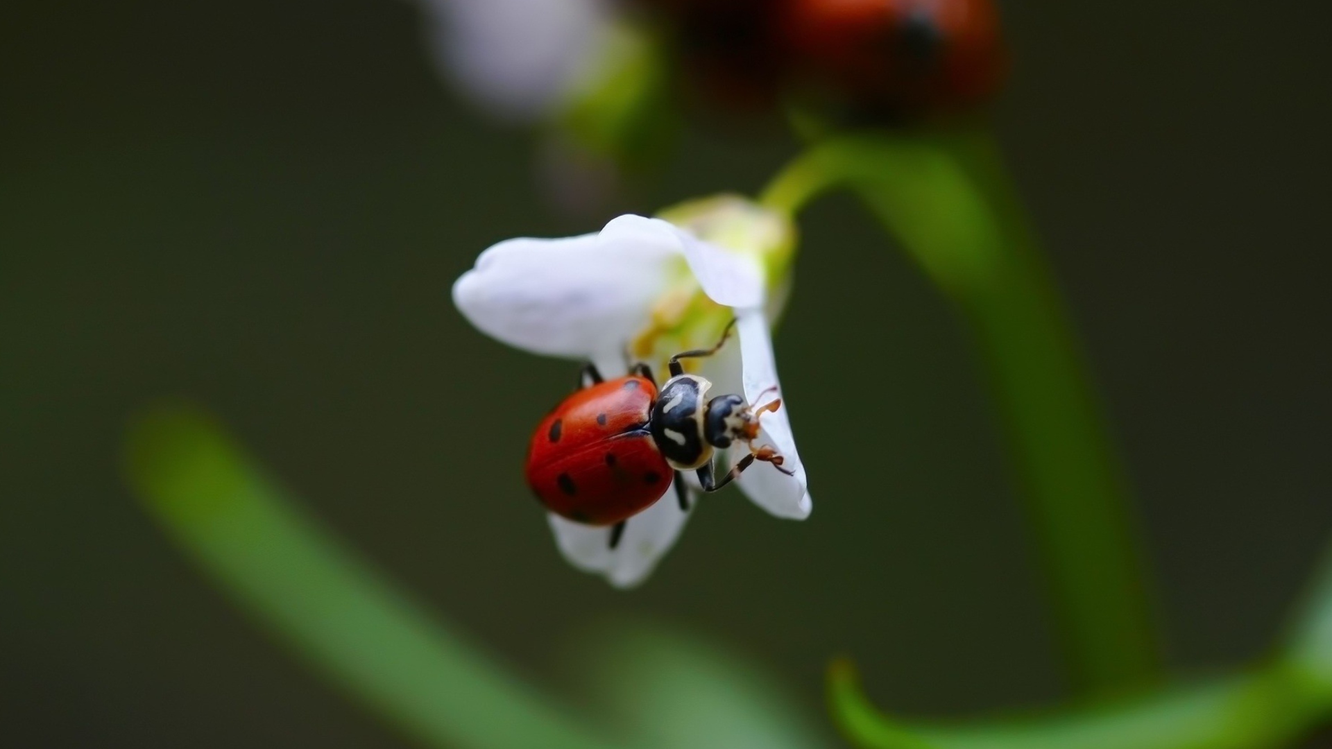 Обои Ladybug On Snowdrop 1920x1080