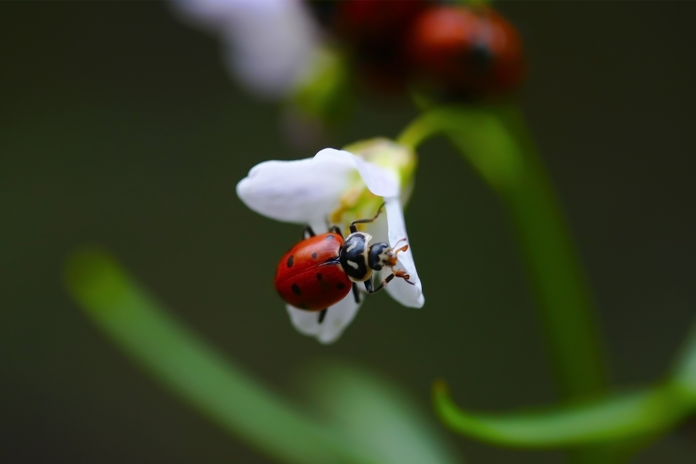 Ladybug On Snowdrop wallpaper 2880x1920