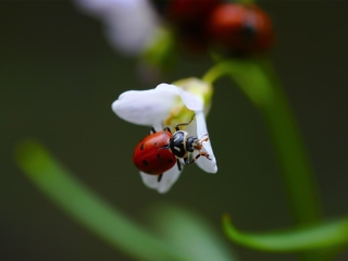 Обои Ladybug On Snowdrop 320x240