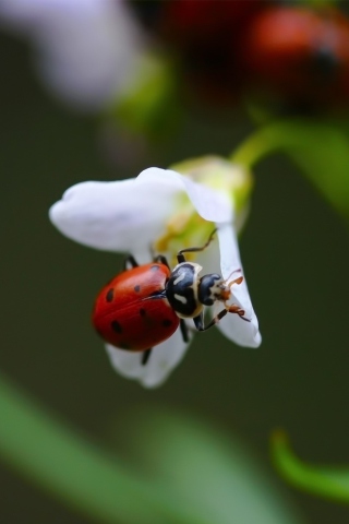 Ladybug On Snowdrop wallpaper 320x480