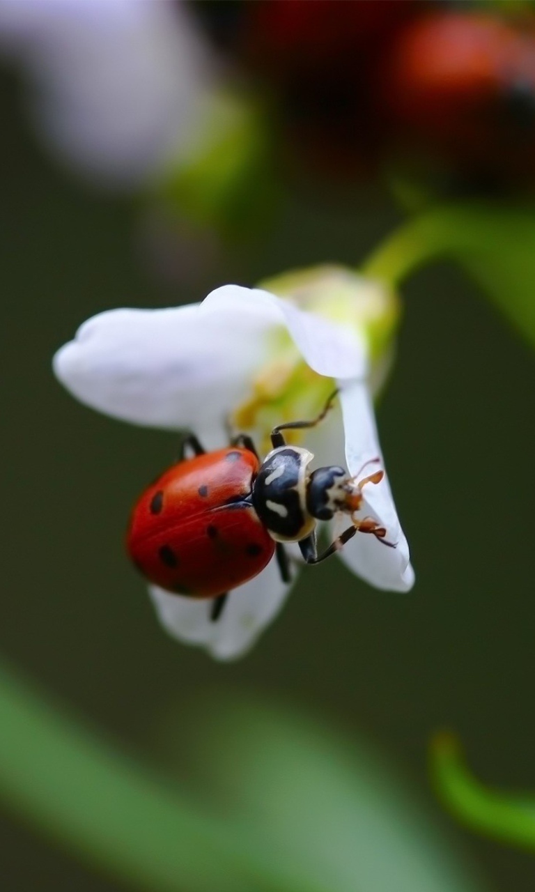 Обои Ladybug On Snowdrop 768x1280